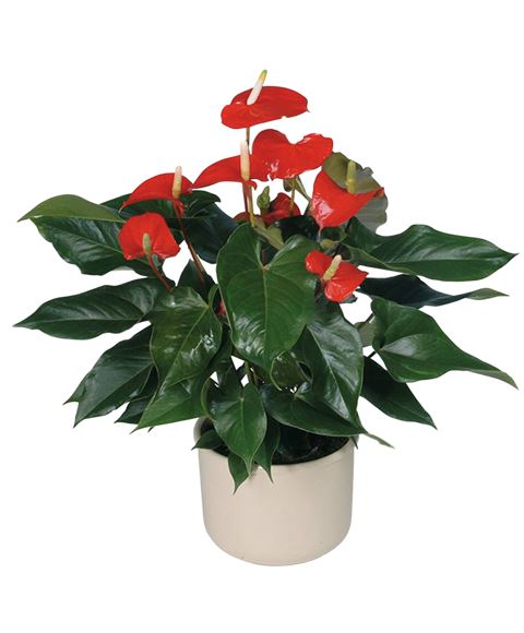 Anthurium