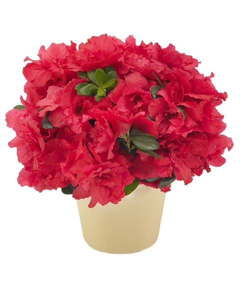 Azalea