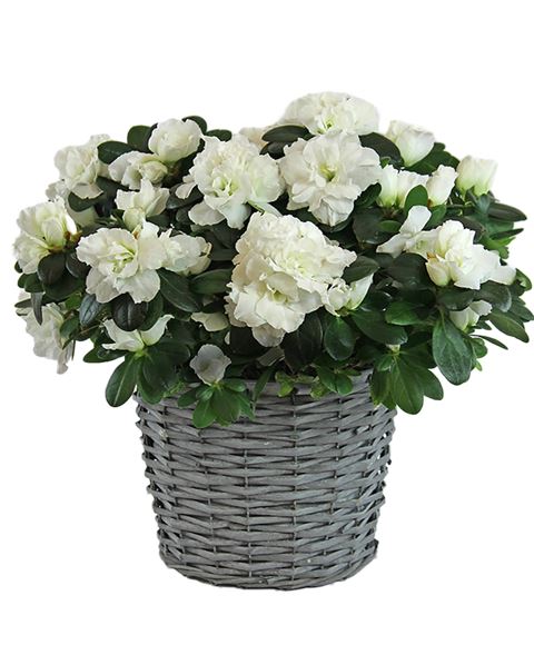 Azalea