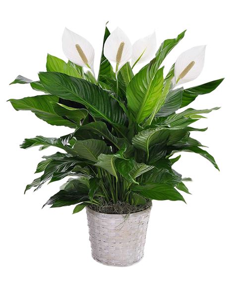 Spathiphyllum