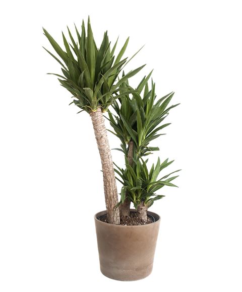 Yucca