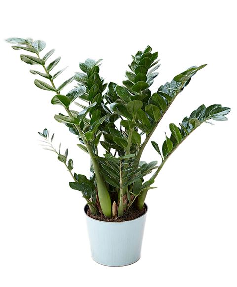 Zamioculcas