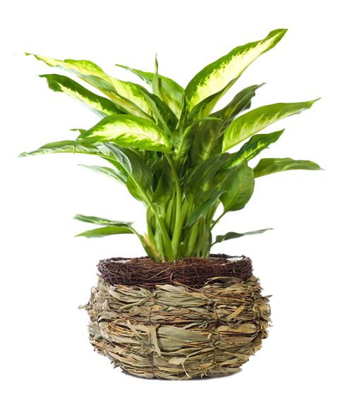 Pianta