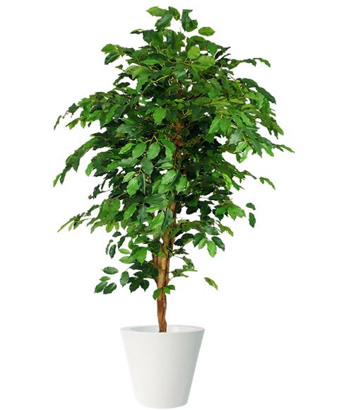 Ficus