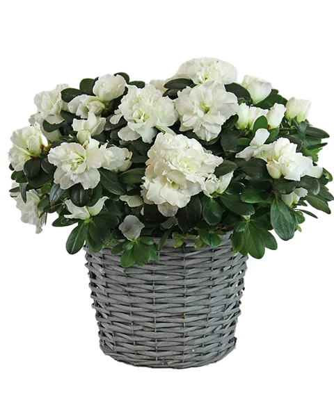 Azalea
