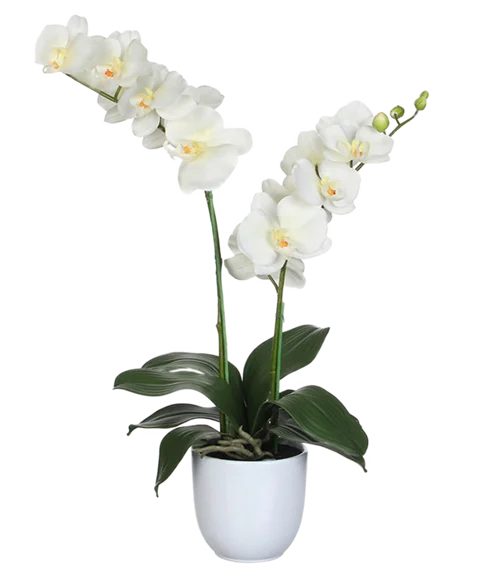 Orchidea phalaenopsis