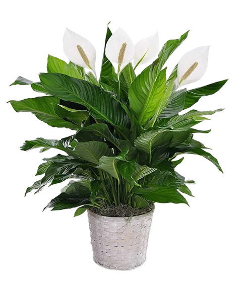 Spathiphyllum