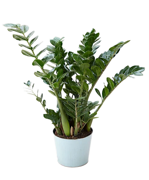 Zamioculcas