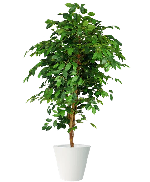 Ficus